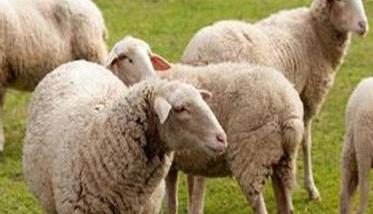 羊大肠杆菌病症状和治疗要点 羊大肠杆菌病症状和治疗要点是什么