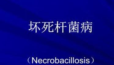 羊坏死杆菌病的防治方法 羊坏死杆菌病的防治方法有哪些