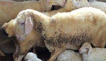 羊衣原体感染什么症状 羊衣原体感染什么症状,会传染全群母羊吗怎么治疗预防