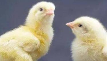 鸡饲养环境与疾病的关系（养鸡与鸡病防治）