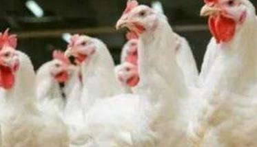 肉鸡为什么公母分群饲养效益高（肉种鸡生长期公母分饲的原因）