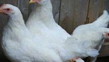 白来航鸡是什么品种，鸡舍如何消毒（白来航鸡的蛋是什么颜色）