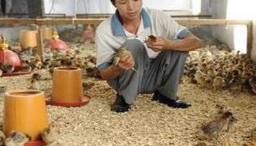 小鸡怎么饲喂长得快 小鸡怎么饲喂长得快呢