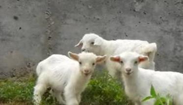 对于羊羔的培育需要注意什么（对于羊羔的培育需要注意什么事项）