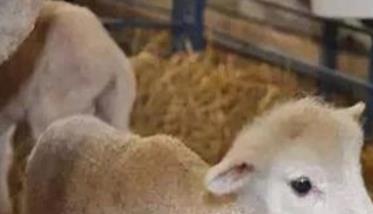 怎样做好哺乳期羔羊的饲养管理工作 羔羊哺乳期饲料配方