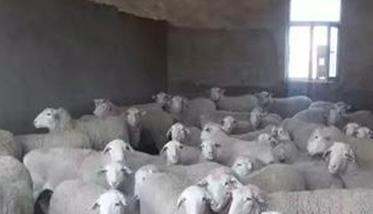 种用母羊的饲养管理技术要点 种母羊的饲养管理分为