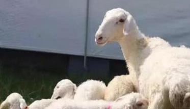 如何科学配种增加母羊产羔率 怎样让母羊多产公羊羔