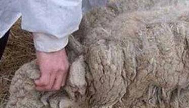 羊的东毕吸虫病的诊断要点是什么（羊吸虫病特效药）