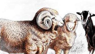 羊棘球蚴病 羊棘球蚴病的症状