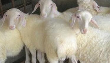 提高小尾寒羊繁殖力的综合措施 小尾寒羊繁殖技术