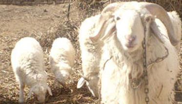 提高母羊多羔率的技术措施 怎样提高母羊产羔率
