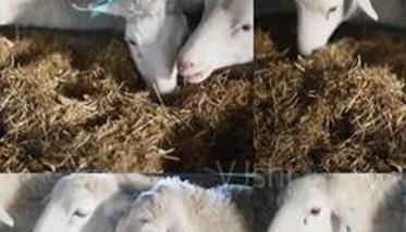 草粉原料与加工要求 草粉原料与加工要求是什么