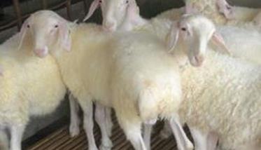 小尾寒羊的生产优势 小尾寒羊的产羔率是多少
