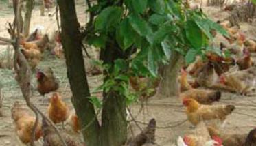 鸡有机磷农药中毒怎么办 有机磷农药中毒可用哪种药物解救