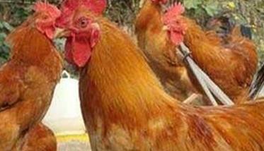 怎样防治鸡蛔虫病 鸡蛔虫病的防治措施