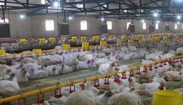 肉鸡鸡舍环境控制的标准和要求（如何进行鸡舍环境调节(空气,湿度,温度）