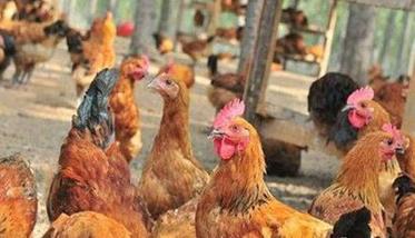为什么养鸡存在那么多的疫病（为什么家养鸡会发病）