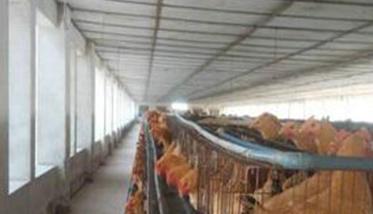 如何提高种鸡场养殖效率的措施 如何提高种鸡场养殖效率的措施有哪些