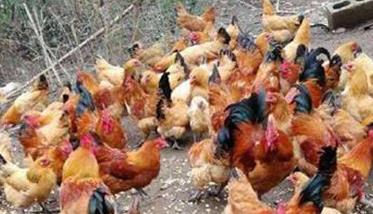 土鸡养殖与饲养需注意事项 土鸡的养殖方法和技术