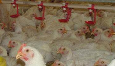 如何科学高效给药防控鸡群疾病（如何科学高效给药防控鸡群疾病的方法）