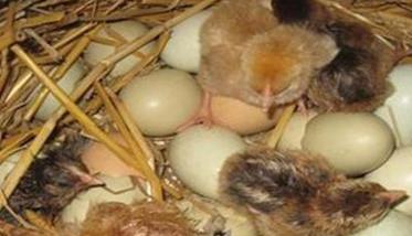 乌鸡蛋孵化温度、湿度是多少（乌鸡蛋孵化时间多长）