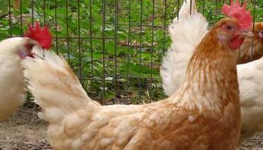 “五法”识辨高产鸡和低产鸡（高产鸡的鉴别）