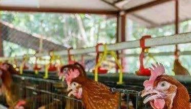 安全养鸡要重视四个理念创新 养鸡事项