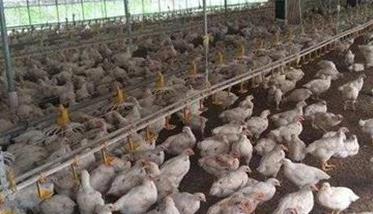 肉鸡健康饲养管理技术要点（优质肉鸡饲养管理技术关键点）