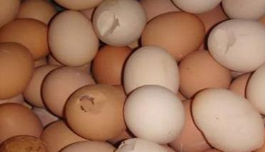 如何降低种蛋破损率的15大方法（如何降低蛋重）