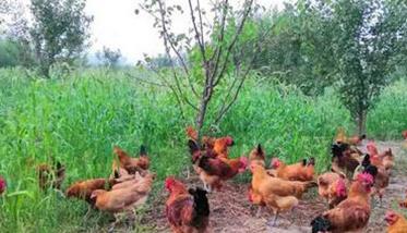 农村土鸡散养存在的问题与对策 农村土鸡散养存在的问题与对策分析