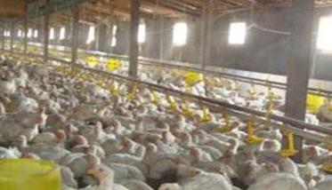 肉鸡养殖怎样正确消毒 养鸡消毒处理方法