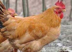 鸡伤寒的病原是什么 鸡伤寒是什么原因