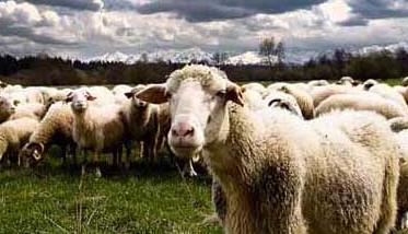 绵羊的生活习性和行为特点（绵羊的生活环境及特点）