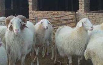 小尾寒羊的常用饲料有哪些 小尾寒羊的常用饲料有哪些呢