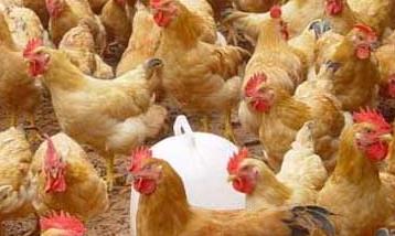 养鸡要重视鸡场的环境卫生管理工作 养鸡环境卫生怎么管理