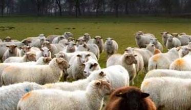 春季绵羊饲养管理技术要点 绵羊饲养管理方法及要点