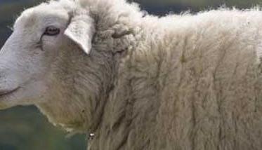 放牧羊群有哪些技巧 放牧的羊群