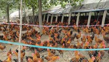 冬季鸡舍养殖环境的调控方法 冬季鸡舍湿度的控制