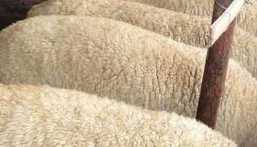 羊喂精料太多会导致酸中毒（羊吃精料多酸中毒腹泻怎么办）