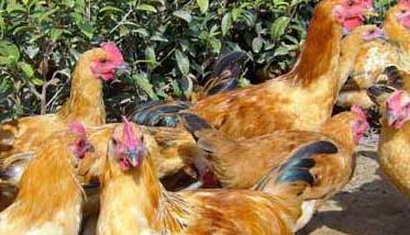养鸡场影响饲料利用率的因素有哪些 养鸡场影响饲料利用率的因素有哪些方面