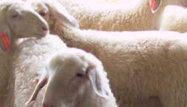 影响小尾寒羊产肉性能的因素（小尾寒羊的产羔率）