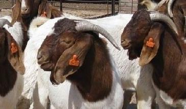 波尔山羊养殖对羊舍基本要求 波尔山羊怎样饲养和管理