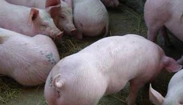 仔猪水肿病的辨别及防治方法 仔猪水肿病病因