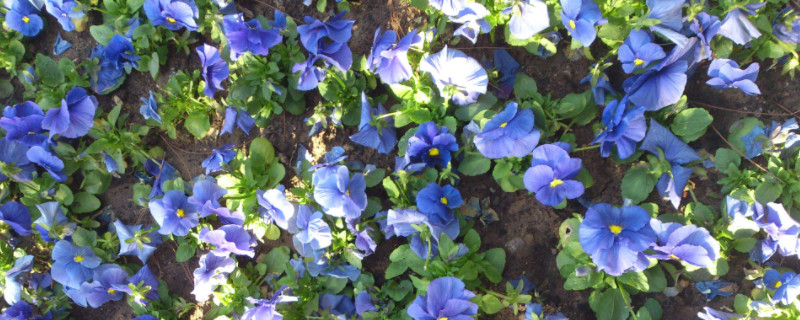 蓝蝴蝶花的养殖方法（蓝蝴蝶花的养殖方法和注意事项）