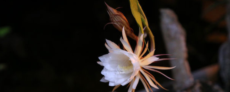 剪下来的昙花如何处理（昙花谢了怎么剪）