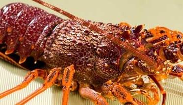 龙虾的生物特征 龙虾的主要特征