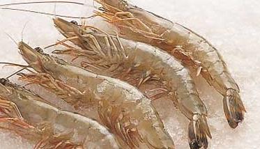 青虾养殖的鱼虾混养技术（青虾养殖方法）