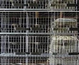 鸽子养殖户怎么选择鸽子养殖设备 鸽子养殖技术