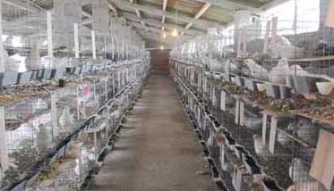 白羽王鸽的养殖管理技术（白羽王鸽繁殖能力）