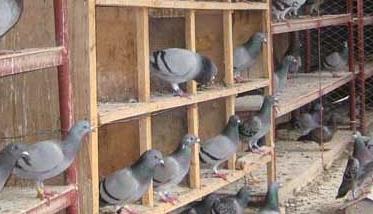 肉鸽养殖常用的饲料配方和保健砂配方